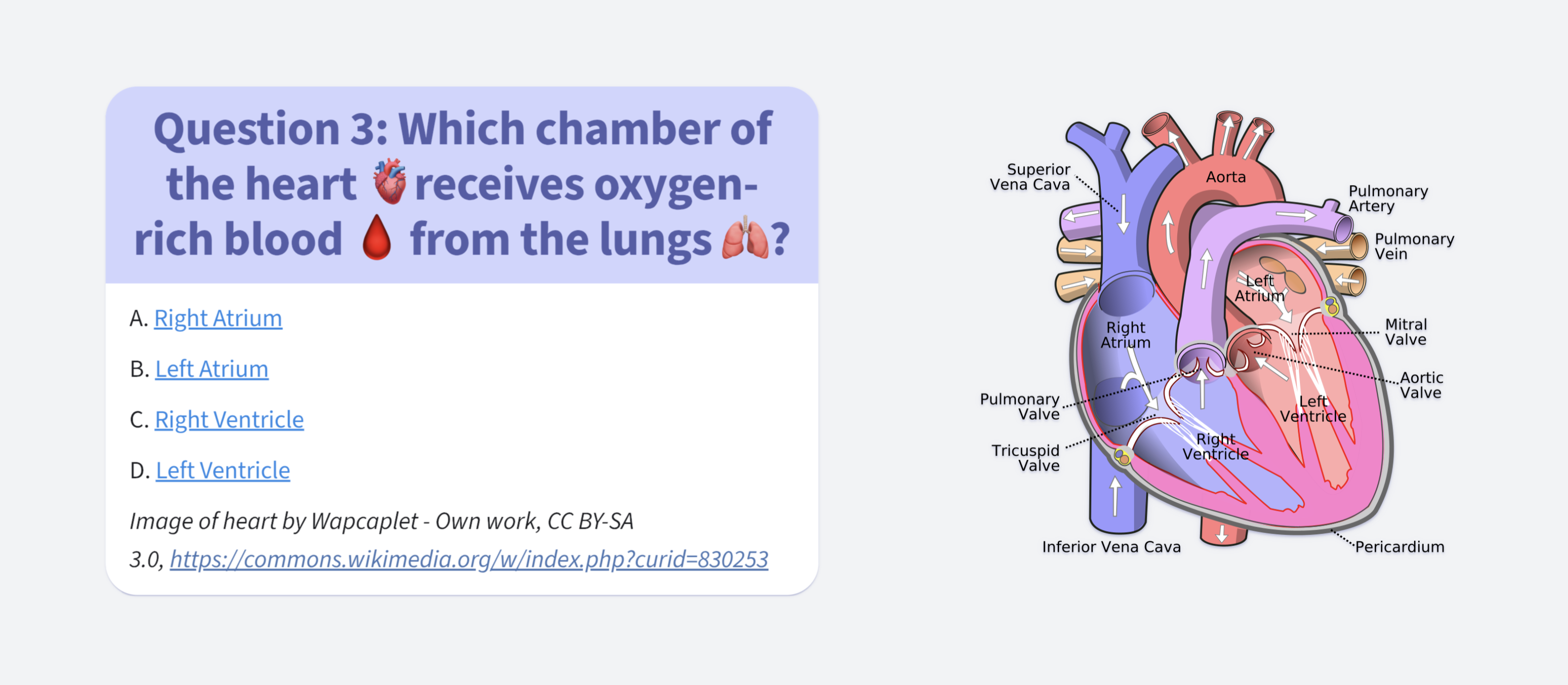 The question 3 in human body quiz